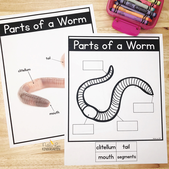 Parts of an Earthworm Labeling for K-1