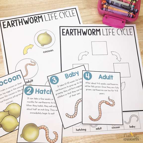 Earthworm life cycle activities for k-1