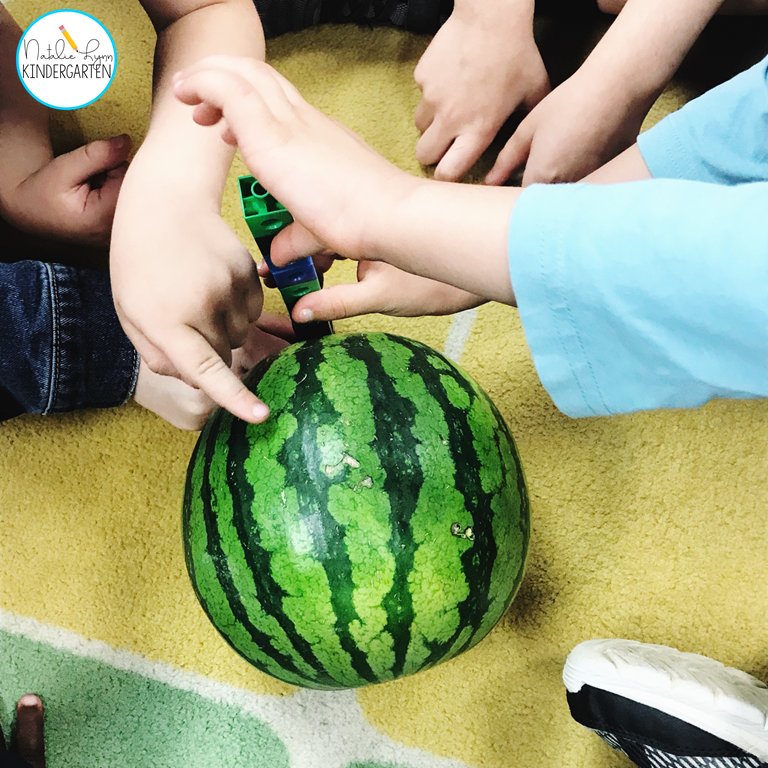 Watermelon Day - measuring a watermelon's height