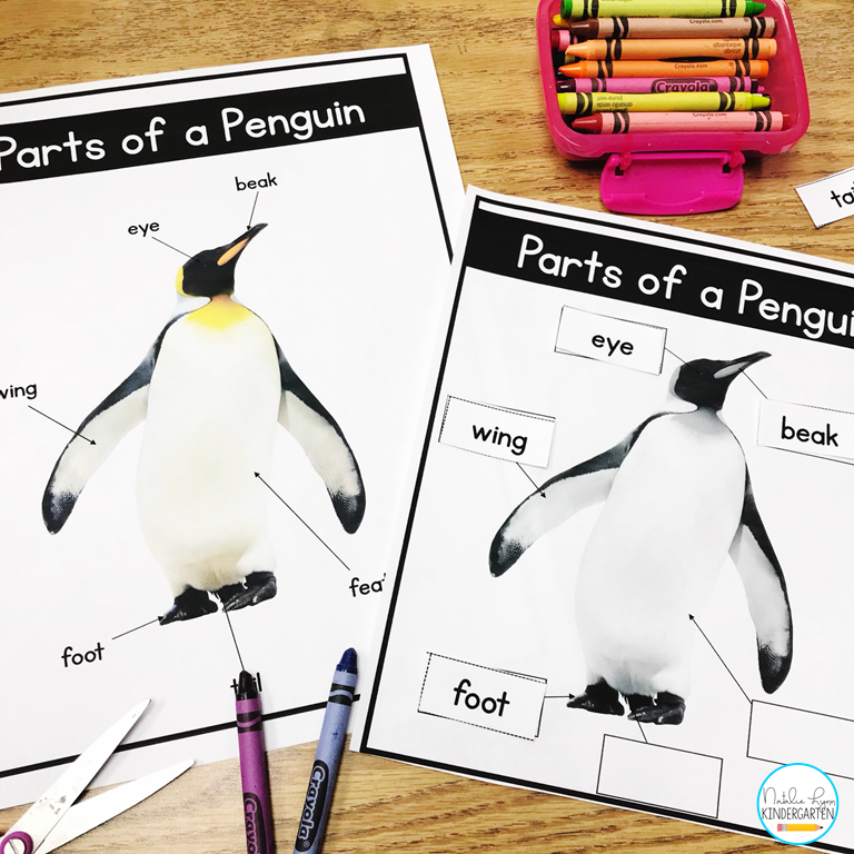 penguin activities - penguin labeling