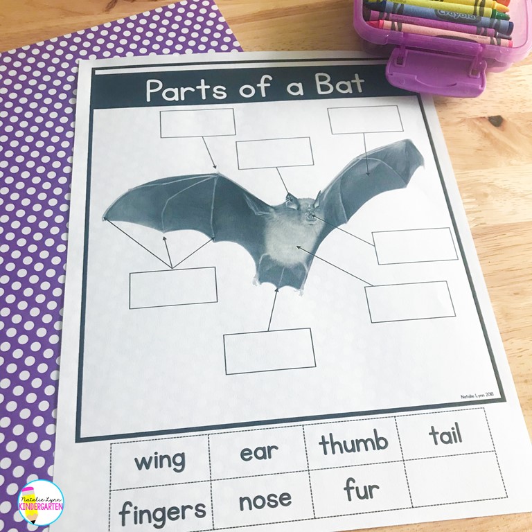 bat week activities | parts of a bat labeling